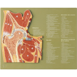 Joint Section Hip Joint Model